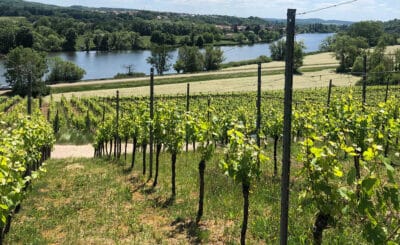 Et si vous investissiez dans la vigne en Moselle ?